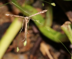 Stenoptilodes taprobanes