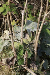 Erysiphe heraclei