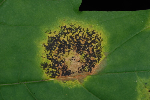 Black Tar Spot