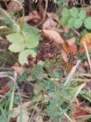 Hypericum perforatum