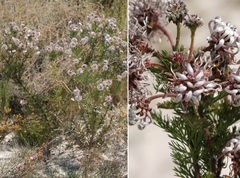 Serruria pedunculata