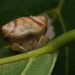 Snail-mimic Spider - Photo (c) harshithjv, some rights reserved (CC BY-NC), uploaded by harshithjv