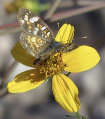 Phyciodes picta