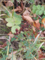 Hypericum perforatum