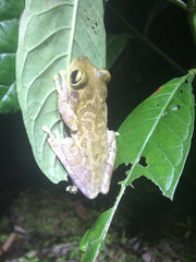 Osteopilus septentrionalis