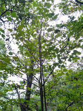 Tilia americana mexicana