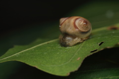 Cyrtarachne sunjoymongai