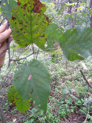 Tilia americana mexicana