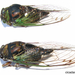 Swamp Cicada - Photo (c) Dan Century, some rights reserved (CC BY-SA)