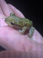 Osteopilus septentrionalis