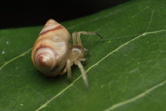 Cyrtarachne sunjoymongai