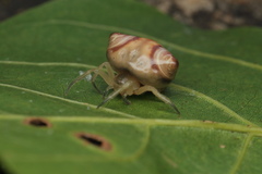 Cyrtarachne sunjoymongai