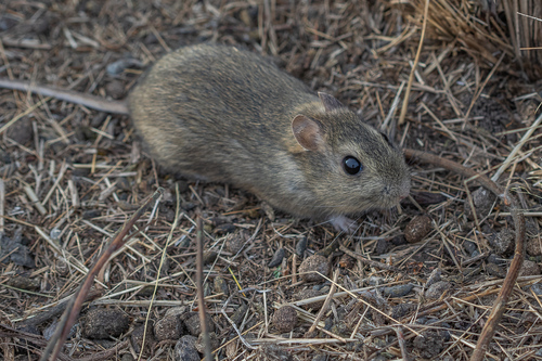 Bunny Rat