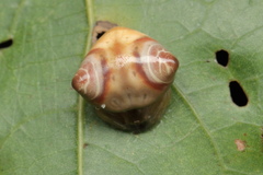 Cyrtarachne sunjoymongai