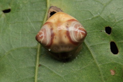 Cyrtarachne sunjoymongai