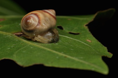 Cyrtarachne sunjoymongai