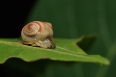 Cyrtarachne sunjoymongai