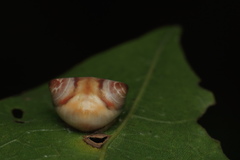 Cyrtarachne sunjoymongai