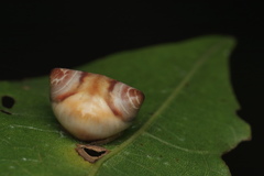 Cyrtarachne sunjoymongai