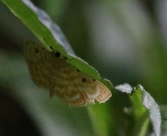 Notarcha aurolinealis