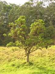 Psidium pedicellatum