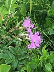 Dianthus superbus