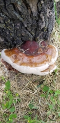 Ganoderma