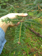 Abies vejarii