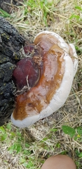 Ganoderma