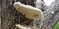 Ganoderma