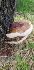 Ganoderma