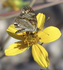 Phyciodes picta
