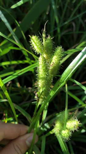 Carex frankii iNat (3)
