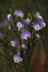 Psoralea congesta