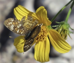 Phyciodes picta