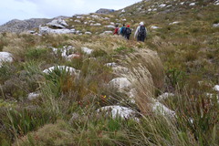 Pentameris macrocalycina