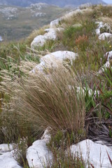 Pentameris macrocalycina