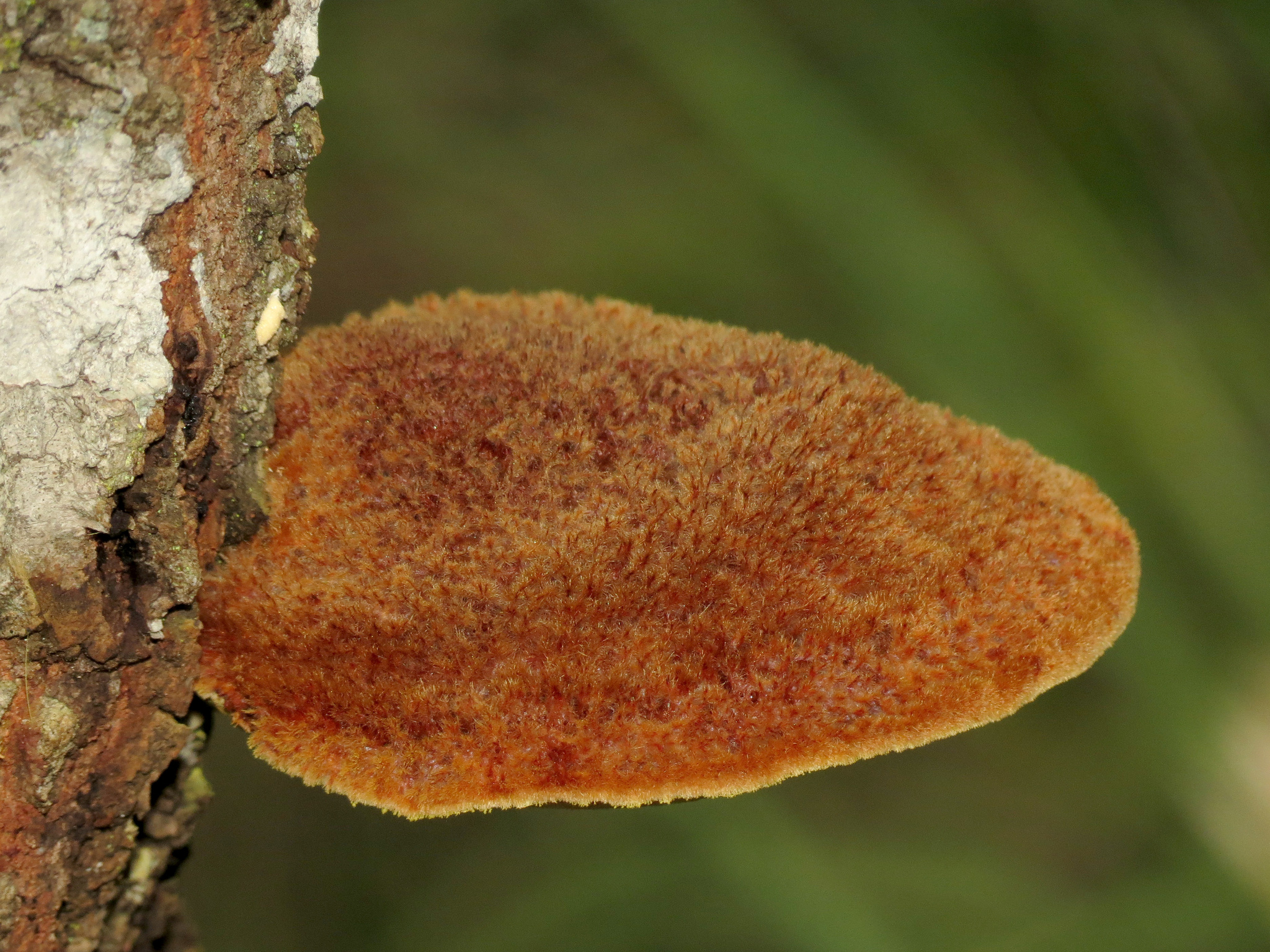 Inonotus hispidus image