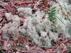 Cladonia evansii