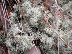 Cladonia evansii