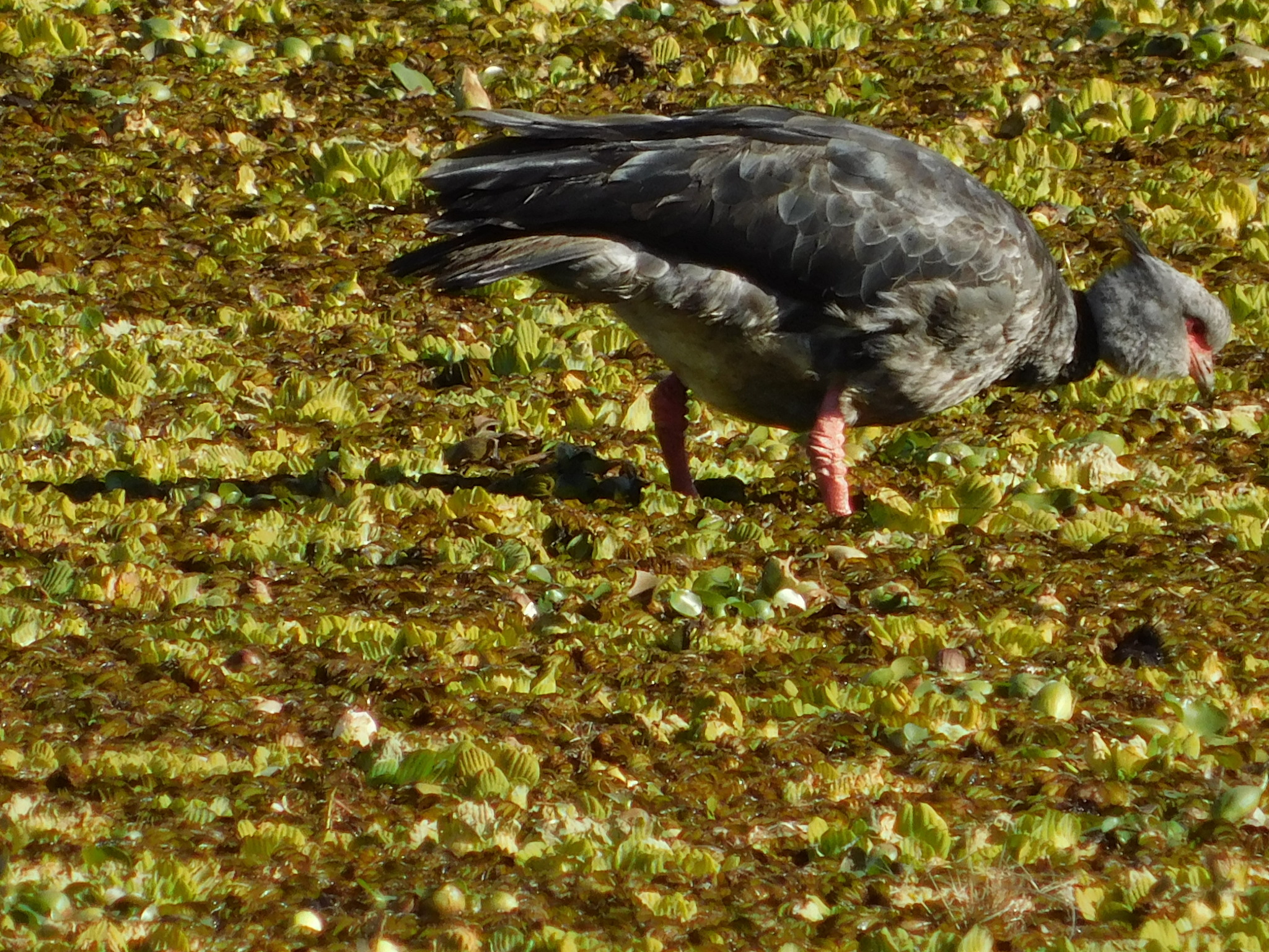 Southern Screamer illustration
