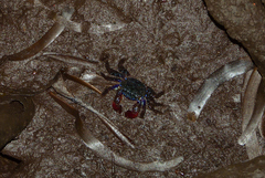 Parasesarma