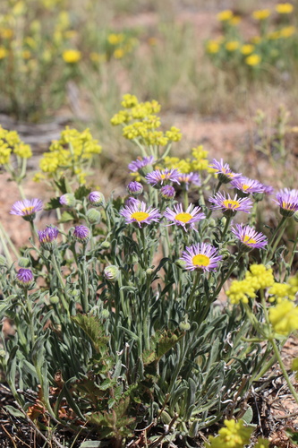 beautiful fleabane (Erigeron formosissimus)