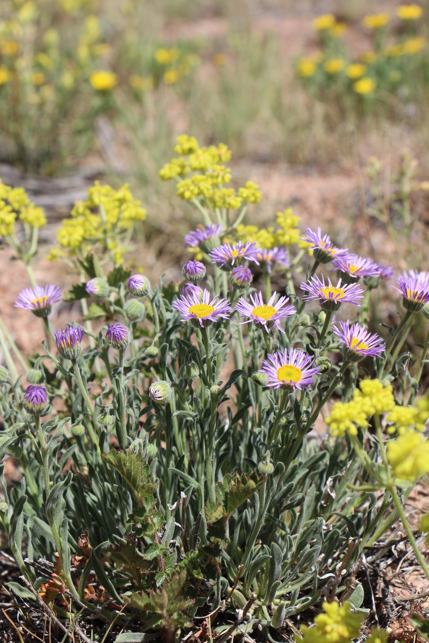 Erigeron formosissimus