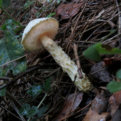 Austroboletus subflavidus image