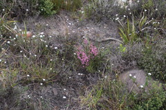 Erica gnaphaloides