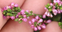 Erica gnaphaloides
