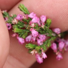 Erica gnaphaloides