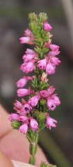 Erica gnaphaloides