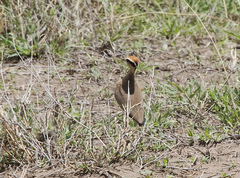 Cursorius temminckii